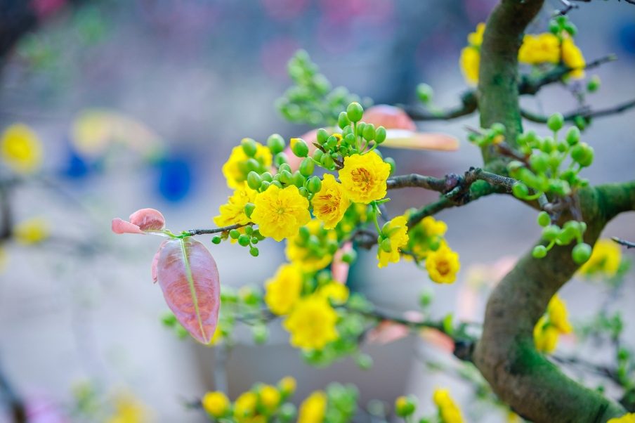 Apricot Blossom in Hanoi