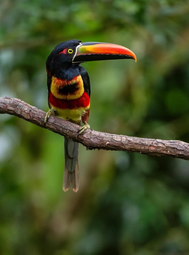 Costa Rica Toucan